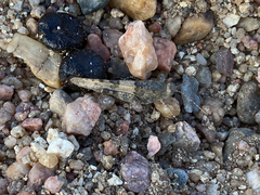 Sphingonotus azurescens
