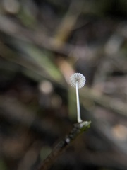 Mycena piringa