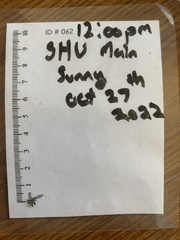 Hemerodromia superstitiosa