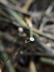 Mycena piringa