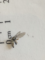 Hemerodromia superstitiosa