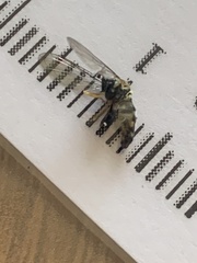 Hemerodromia superstitiosa