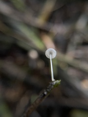 Mycena piringa