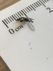 Hemerodromia superstitiosa