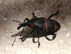 Cactophagus spinolae