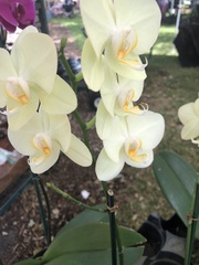 Phalaenopsis amabilis