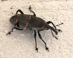Cactophagus spinolae