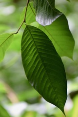 Annonaceae