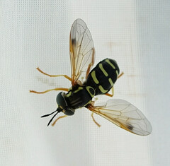 Chrysotoxum festivum