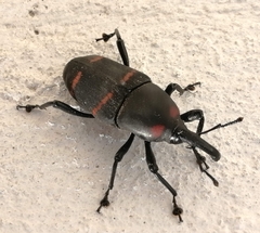 Cactophagus spinolae