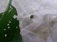 Membracidae
