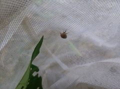 Membracidae