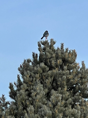 Aphelocoma woodhouseii