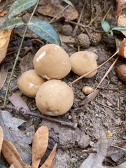 Calvatia craniiformis