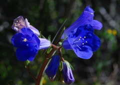Phacelia campanularia vasiformis