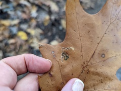 Stigmella quercipulchella