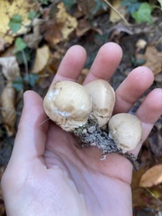Calvatia craniiformis
