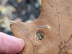 Stigmella quercipulchella