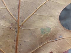 Stigmella quercipulchella