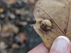 Amphibolips quercusostensackenii