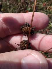 Helianthus longifolius