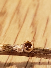 Sphaerobolus stellatus