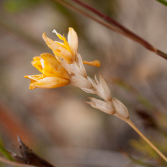Ixia dubia