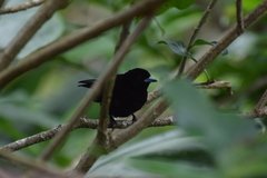 Ramphocelus passerinii