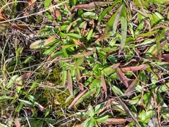 Helianthus longifolius