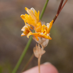 Ixia dubia