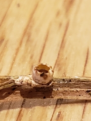 Sphaerobolus stellatus