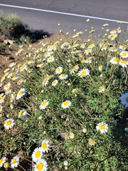 Argyranthemum frutescens image