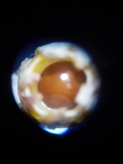 Sphaerobolus stellatus