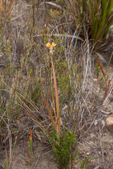 Ixia dubia