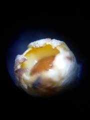 Sphaerobolus stellatus