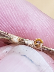 Sphaerobolus stellatus