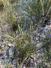 Acanthoideae