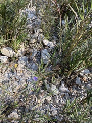 Acanthoideae