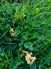 Clavulinopsis corniculata