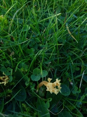 Clavulinopsis corniculata