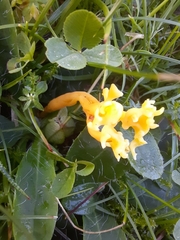 Clavulinopsis corniculata