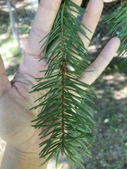 Pseudotsuga