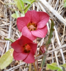 Hermannia coccocarpa