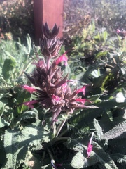 Salvia spathacea