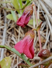 Hermannia coccocarpa