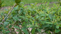 Crotalaria retusa