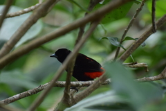 Ramphocelus passerinii