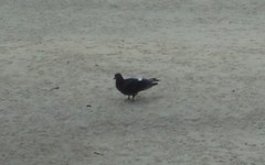 Columba livia domestica