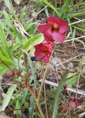Hermannia coccocarpa