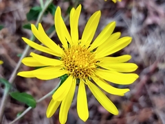 Grindelia hirsutula